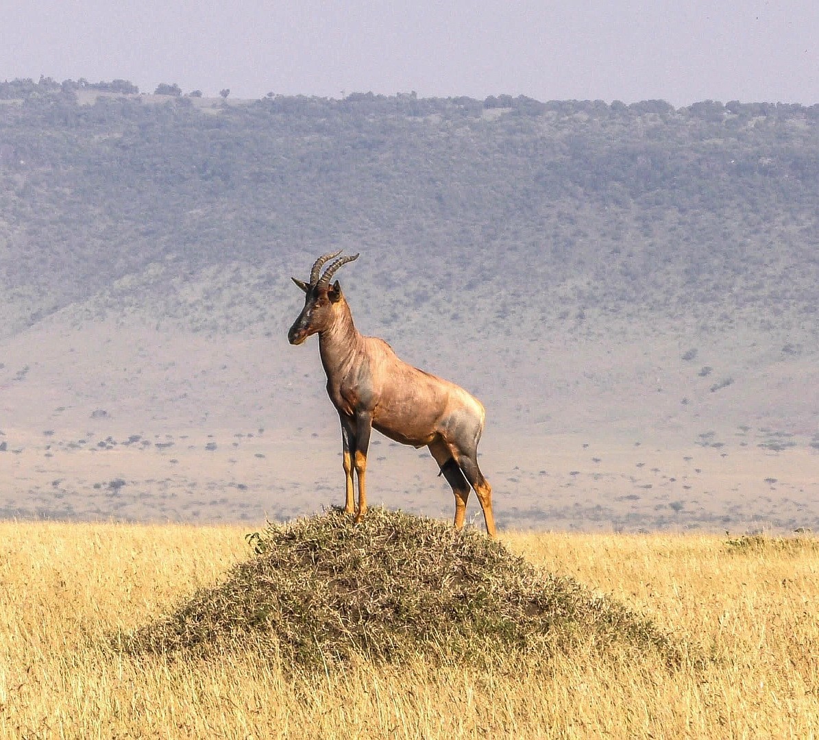 Topi Antelope in the Savannah