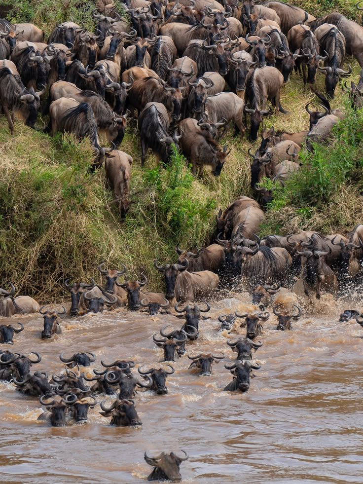 Best Time to See the Wildebeest Migration in Kenya: Complete 2026 Guide