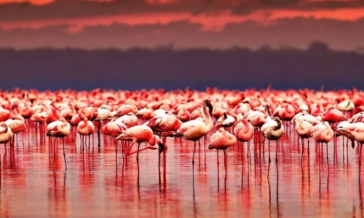 Lake Nakuru & Naivasha 4 Days
